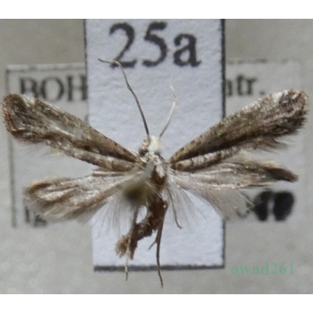 Metzneria paucipunctella (Zeller, 1839) Czech25a